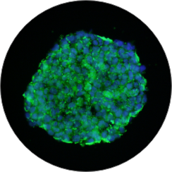 3D models cell culture 3D models cell culture