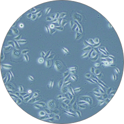 primary cell automation primary cell automation