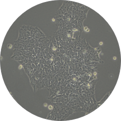 stem cell automation stem cell automation
