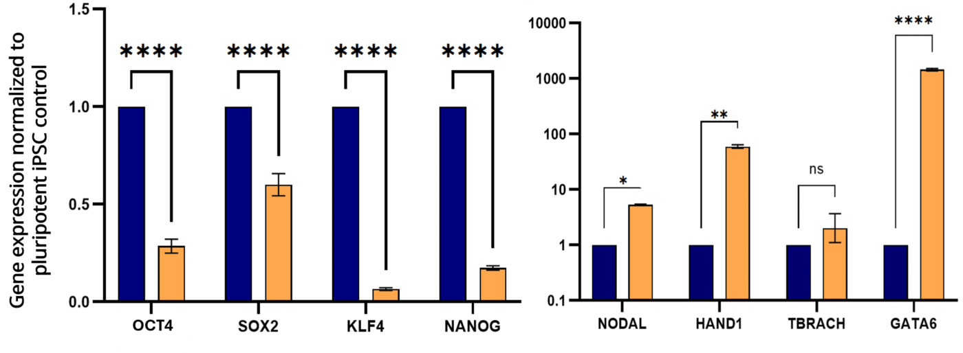 embryogenic gene expression