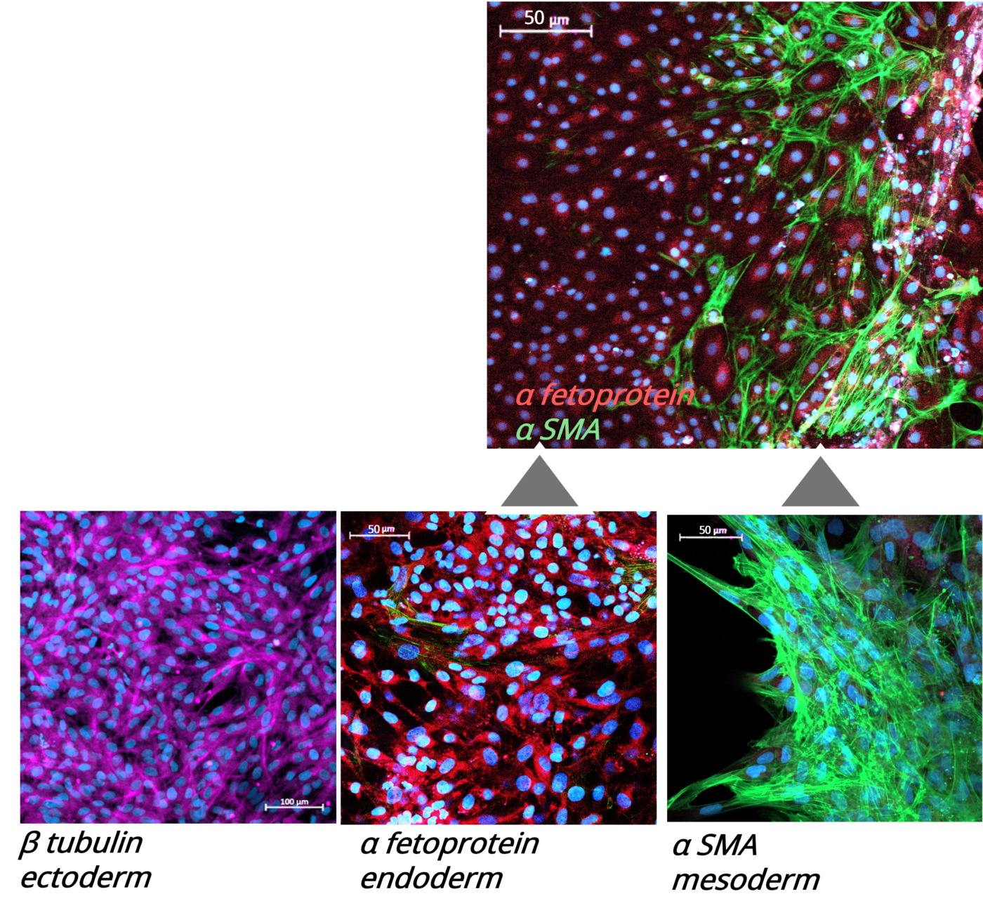 embryogenic protein expression