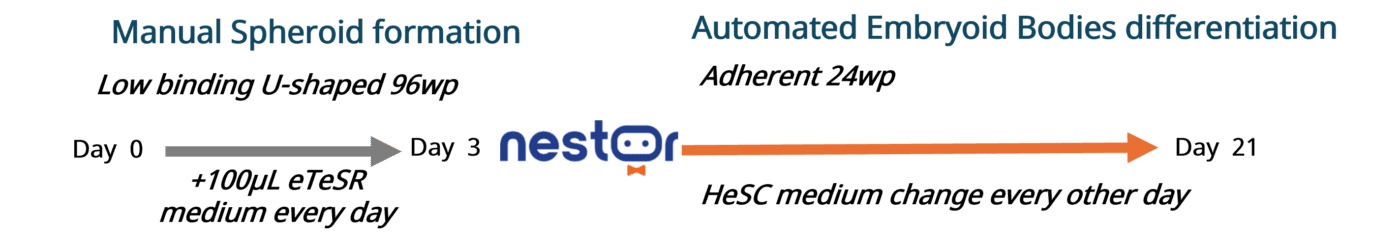 ispc culture and differentiation into embryoids bodies with nestor